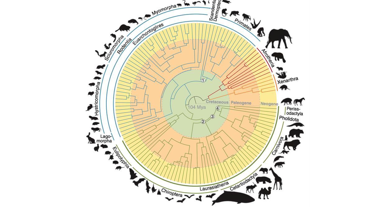 Cómo el genoma de 240 mamíferos nos dará claves sobre nuestras